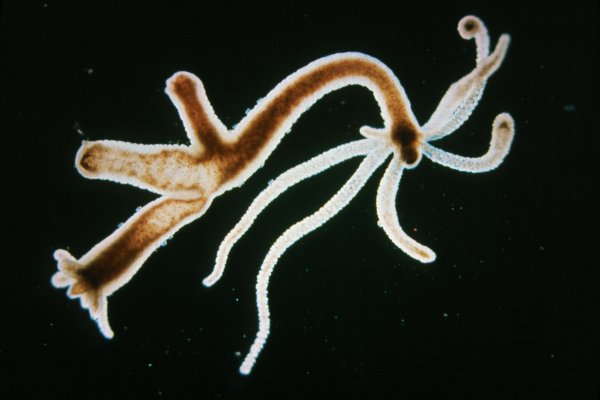 Kraken 1 2